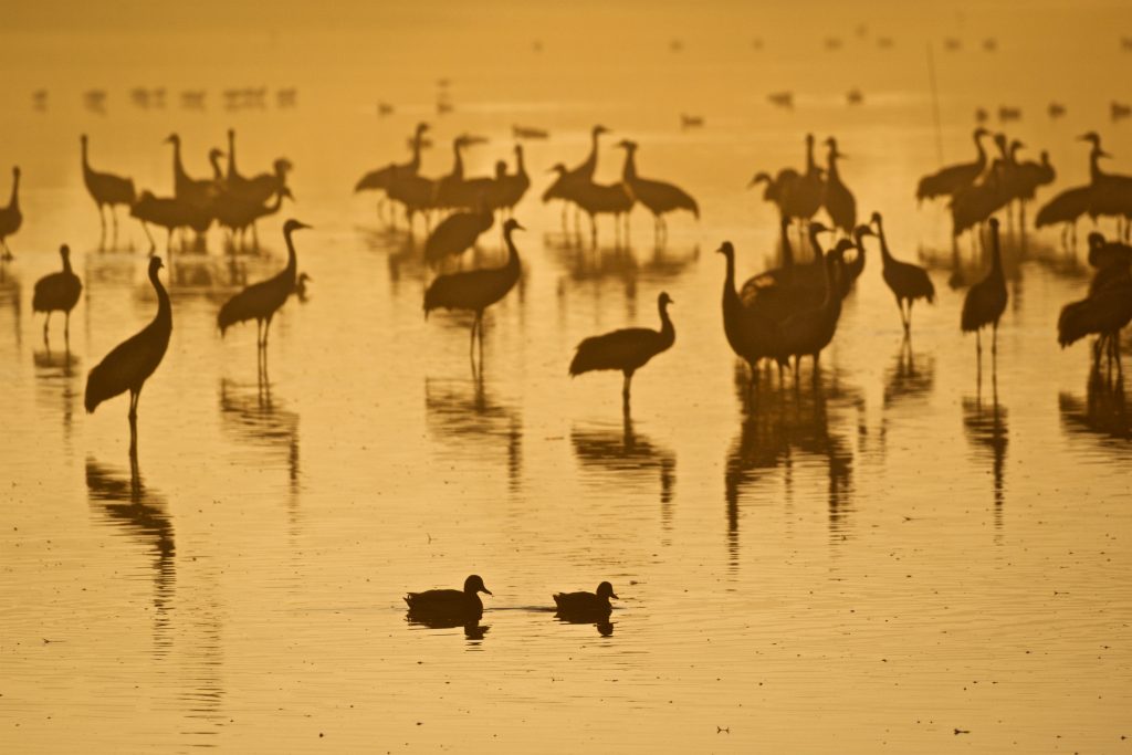 Thousands of cranes seen in the Hula Valley, northern Israel. Tens of thousands of cranes stay in the reserve each year on their way from Europe to Africa, early on December 9, 2016. Photo by Doron Horowitz/Flash90 *** Local Caption *** אגמון חולה עגורים נדידה