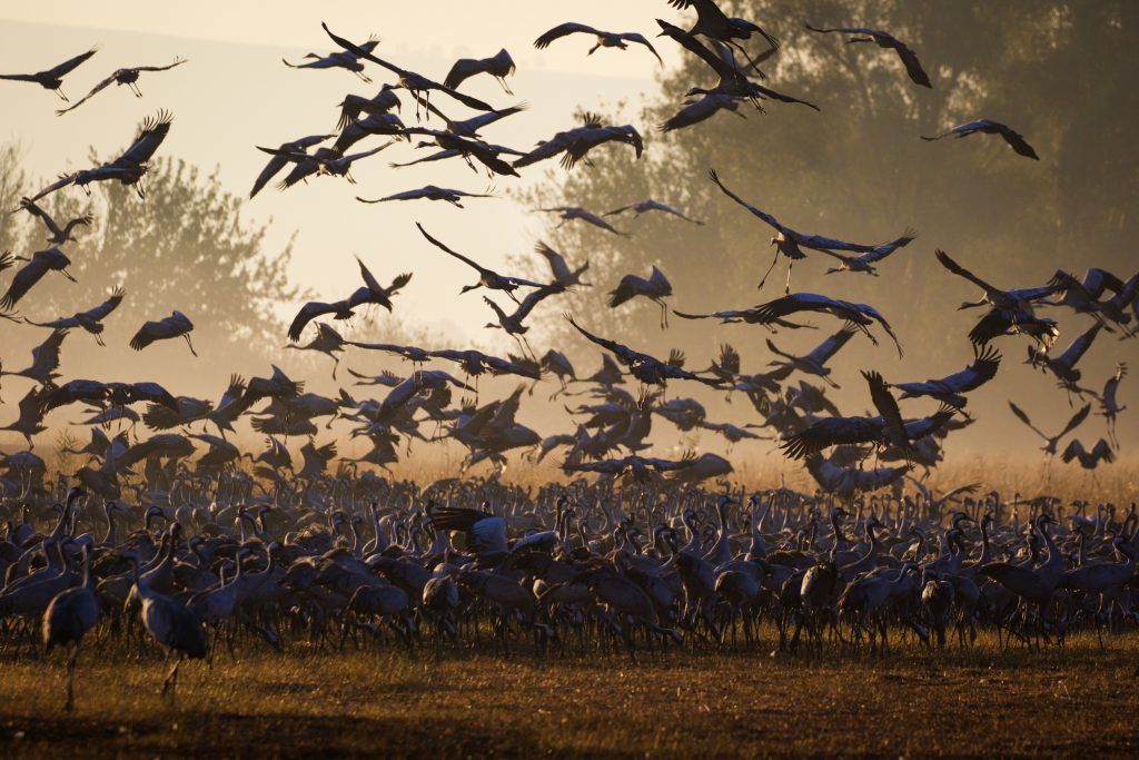 Thousands of cranes seen in the Hula Valley, northern Israel. Tens of thousands of cranes stay in the reserve each year on their way from Europe to Africa, early on December 9, 2016. Photo by Doron Horowitz/Flash90 *** Local Caption *** אגמון חולה עגורים נדידה