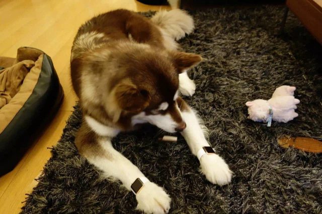 הכלבה עם שעוני 