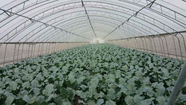 פסקוביץ - חממות