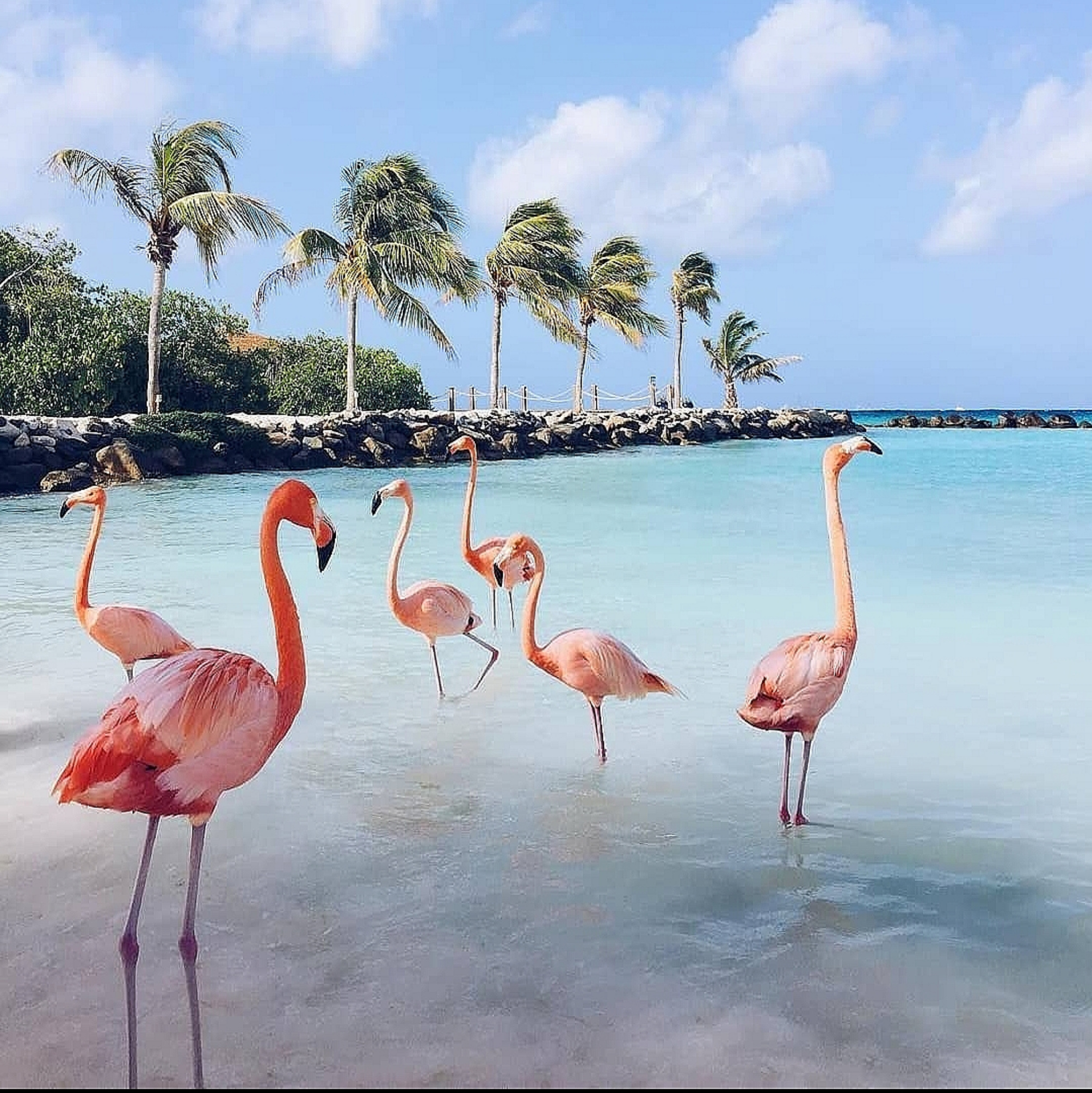 מפתיע: זה שמו העברי של הפלמינגו