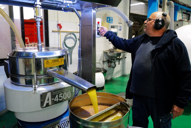 הפקת שמן זית בדרום רמת הגולן (צילום: מיכאל גלעדי, פלאש 90)